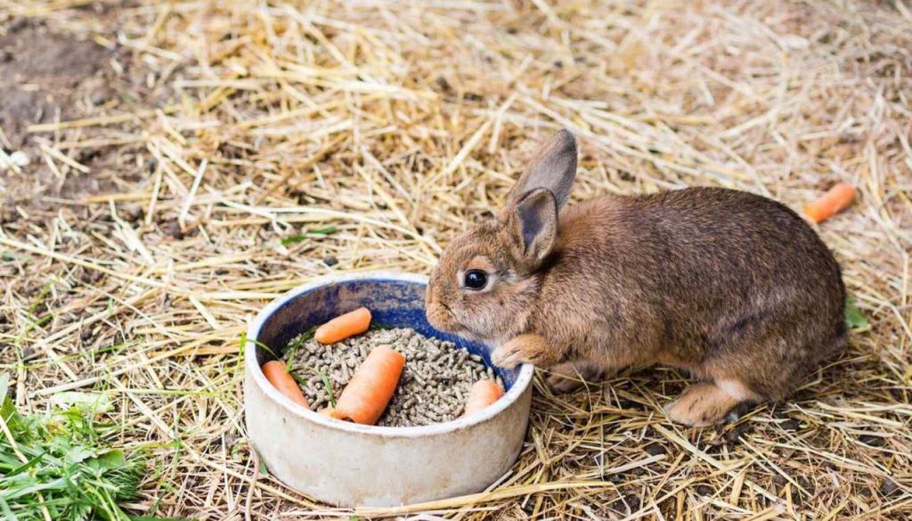 Do Rabbits Like Carrots