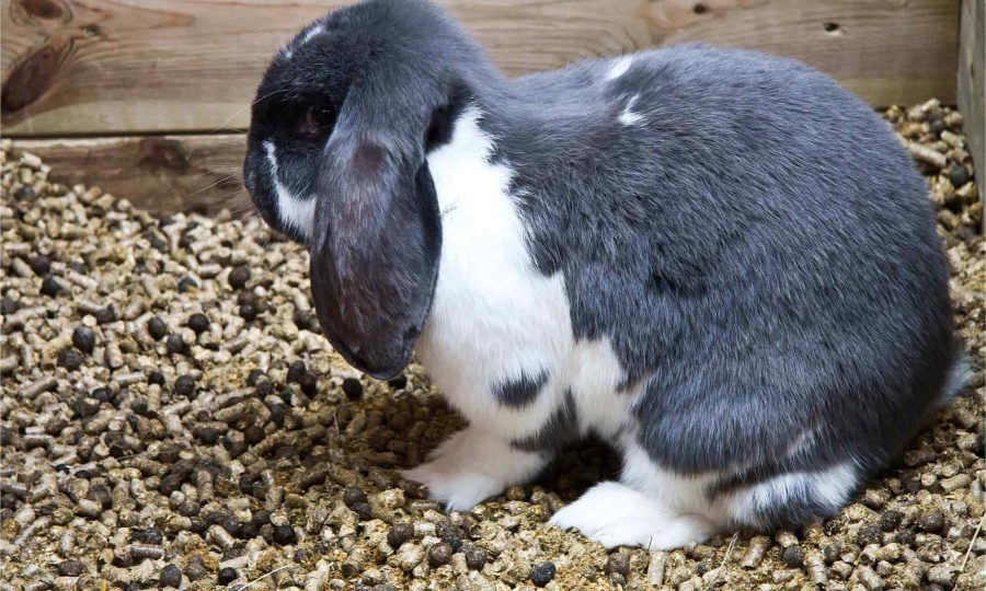 Rabbits Poop Pellets