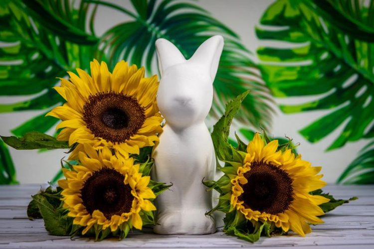 bunnies eating sunflowers