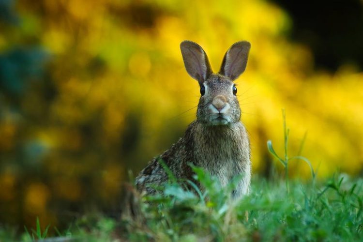 cost of rabbit neutering