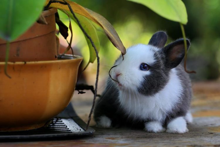 ideal rabbit breeds for beginners