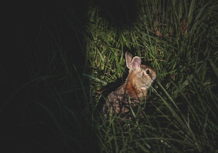 nighttime safety for rabbits