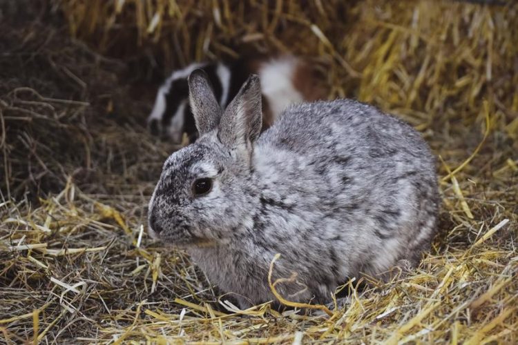 rabbit friendly vacuum for hay