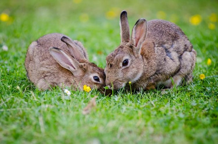 rabbits and bok choy
